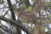 Grasshopper Warbler at West Canvey Marsh (RSPB) (Jeff Delve) (66526 bytes)