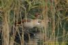 Egyptian Goose at Friars Park (Richard Howard) (116963 bytes)
