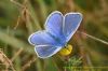 Common Blue at West Canvey Marsh (RSPB) (Richard Howard) (67222 bytes)