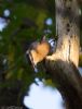 Nuthatch at Hockley Woods (Jeff Delve) (73913 bytes)