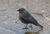 Black Redstart at Wallasea Island (RSPB) (Jeff Delve) (62761 bytes) Black Redstart at Wallasea Island (RSPB) (Jeff Delve) (62761 bytes)