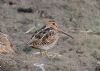 Snipe at Lower Raypits (Jeff Delve) (91031 bytes)