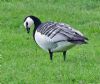 Barnacle Goose at West Canvey Marsh (RSPB) (Graham Oakes) (137834 bytes)