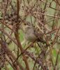 Grasshopper Warbler at Bowers Marsh (RSPB) (Jeff Delve) (121894 bytes)