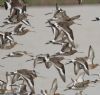Black-tailed Godwit at Vange Marsh (RSPB) (Jeff Delve) (70847 bytes)