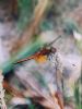 Yellow-winged Darter at Hadleigh Marshes (Bob Young) (51453 bytes)