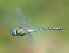 Southern Migrant Hawker at Gunners Park (Andrew Armstrong) (30283 bytes)