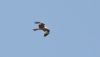 Red Kite at Rochford (Steve Arlow) (135705 bytes)