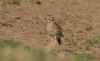 Stone Curlew at Lower Raypits (Steve Arlow) (53650 bytes)
