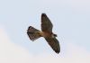 Red-footed Falcon at Vange Marsh (RSPB) (Tim Bourne) (22194 bytes)