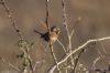 Dartford Warbler at Wallasea Island (RSPB) (Jeff Delve) (44836 bytes)