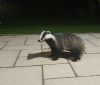 Badger at Victoria Road, Rayleigh (Neil Chambers) (74732 bytes)