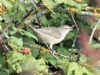 Barred Warbler at Gunners Park (Mike Clarke) (86290 bytes)