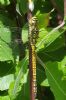 Southern Migrant Hawker at Benfleet (Tim Bourne) (85081 bytes)