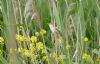 Reed Warbler at Bowers Marsh (RSPB) (Graham Mee) (78650 bytes)