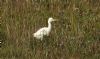 Cattle Egret at Wat Tyler Country Park (Steve Arlow) (120922 bytes)