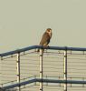Peregrine Falcon at Wallasea Island (RSPB) (Jeff Delve) (81553 bytes)