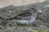 Purple Sandpiper at Canvey Point (Richard Howard) (54395 bytes)