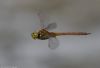 Norfolk Hawker at Doggetts Pits (Jeff Delve) (20307 bytes)