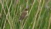 Marsh Warbler at Benfleet Downs (Steve Arlow) (57565 bytes)