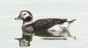 Long-tailed Duck at Gunners Park (Steve Arlow) (103872 bytes)
