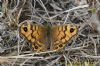 Wall Brown at West Canvey Marsh (RSPB) (Richard Howard) (116581 bytes)
