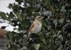 Redwing at Private site with no public access (Vince Kinsler) (71244 bytes)