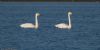 Whooper Swan at Wallasea Island (RSPB) (Jeff Delve) (35495 bytes)