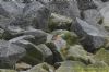 Kingfisher at Wallasea Island (RSPB) (Richard Howard) (99490 bytes)