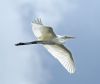 Great White Egret at Bowers Marsh (RSPB) (Graham Oakes) (29341 bytes)