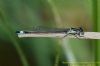 Blue-tailed Damselfly at Benfleet Downs (Richard Howard) (42463 bytes)