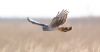 Hen Harrier at Wallasea Island (RSPB) (Paul Griggs) (21371 bytes)