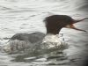 Goosander at Shoebury (Marc Outten) (60667 bytes)