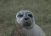 Common Seal at River Roach (Graham Mee) (39697 bytes)