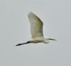 Great White Egret at Bowers Marsh (RSPB) (Graham Oakes) (32574 bytes)