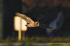 Short-eared Owl at Wallasea Island (RSPB) (Richard Howard) (36263 bytes)