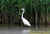 Great White Egret at Bowers Marsh (RSPB) (Richard Howard) (117705 bytes)