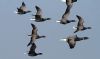 Dark-bellied Brent Goose at Wallasea Island (RSPB) (Vince Kinsler) (31350 bytes)