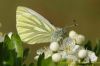 Green-veined White at Canvey Wick (Richard Howard) (100765 bytes)
