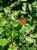 Silver-washed Fritillary at Belfairs N.R. (Paul Griggs) (126995 bytes)