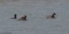 Black-necked Grebe at Bowers Marsh (RSPB) (Jeff Delve) (32765 bytes)