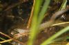 Grass Snake at Bowers Marsh (RSPB) (Richard Howard) (56370 bytes)