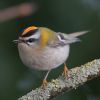 Firecrest at Gunners Park (Andrew Armstrong) (72642 bytes)