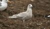 Iceland Gull at Private site with no public access (Steve Arlow) (68695 bytes)
