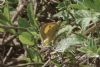 Clouded Yellow at Gunners Park (Neil Chambers) (75136 bytes)