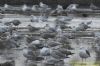 Iceland Gull at Bowers Marsh (RSPB) (Richard Howard) (80513 bytes)