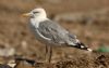 Caspian Gull at Private site with no public access (Steve Arlow) (44621 bytes)