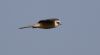 Red-footed Falcon at Bowers Marsh (RSPB) (Gordon Appleton) (10794 bytes)