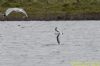 Little Gull at Bowers Marsh (RSPB) (Richard Howard) (59219 bytes)