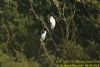 Great White Egret at Wat Tyler Country Park (Richard Howard) (80695 bytes)